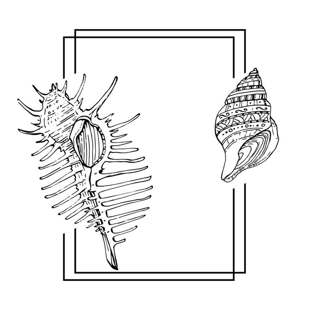 Hand drawn sea shell logo, frame, border, promo element. Brand emblem template. Minimalistic monogram. Rustic elegant trademark or logotypes background.  - ベクター画像
