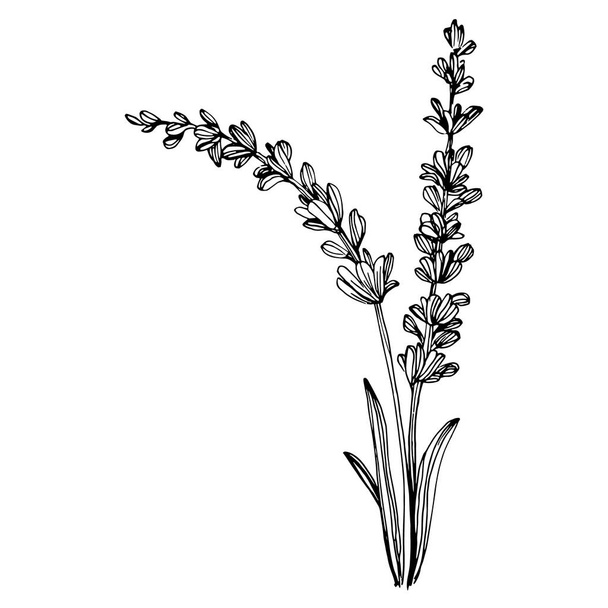 lavender flower. Floral botanical flower. Isolated illustration element. Vector hand drawing wildflower for background, texture, wrapper pattern, frame or border. - Vecteur, image