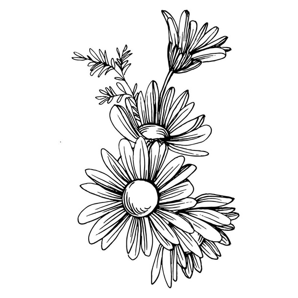 Chamomile by hand drawing. Daisy whee - Vetor, Imagem