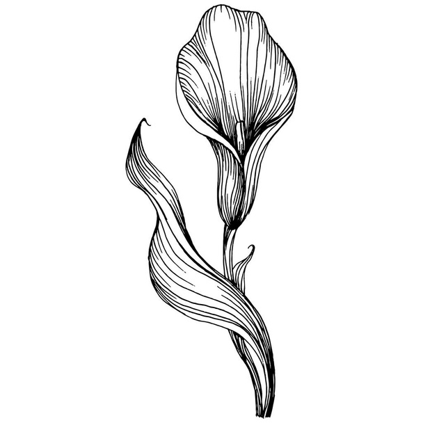 Lilie z Lilia ručně kresbou. Lilium květinové logo nebo tetování velmi detailní v line art stylu konceptu. Černobílý klip izolovaný. Starožitný vinobraní rytiny ilustrace pro znak. - Vektor, obrázek