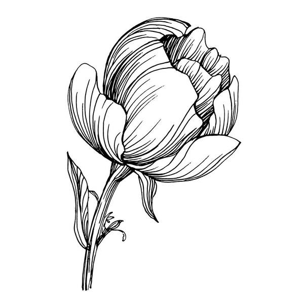 Fleur de pivoine. Pivoines botaniques florales. Élément d'illustration isolé. Dessin vectoriel à la main fleur sauvage pour le fond, la texture, le motif d'emballage, le cadre ou la bordure. - Vecteur, image