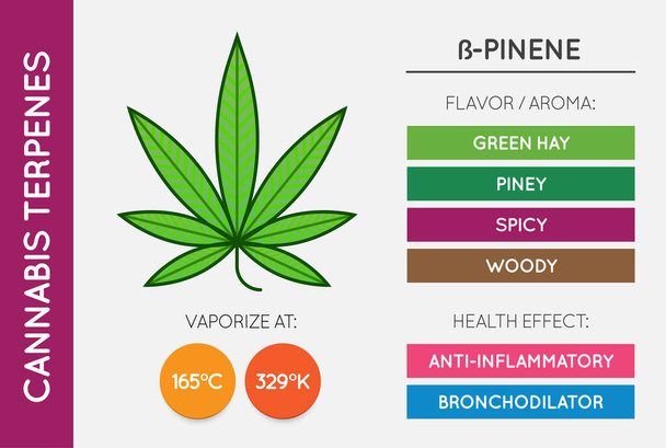 Cannabis Terpene Informatie Grafiek. Aroma en smaak met voordelen voor de gezondheid en verdampen temperatuur. CBD en THC. Vector. - Vector, afbeelding