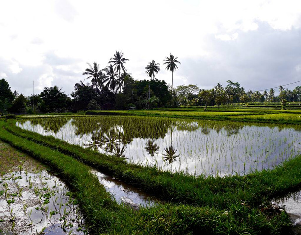Blick auf Reisfelder mit im Wasser reflektierten Palmen, Bali, Indonesien - Foto, Bild