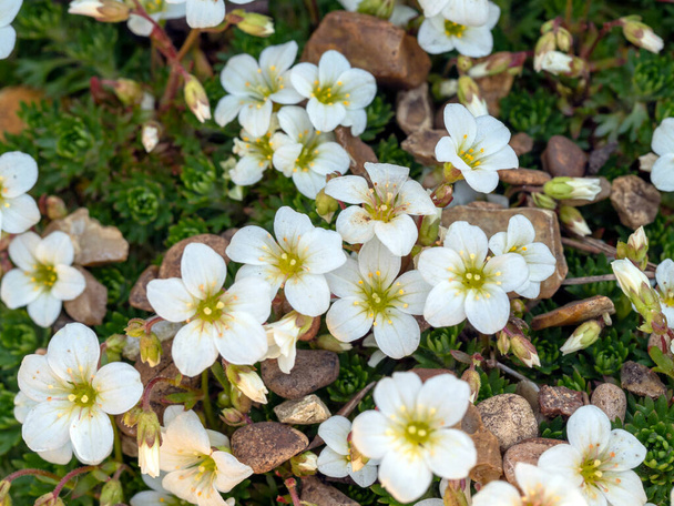 White mossy saxifrage flowers in a rockery - Photo, Image