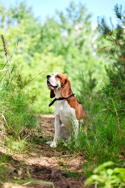beagle in forest - Foto, imagen