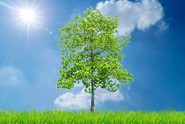καταπράσινο δέντρο στο γκαζόν με συννεφιασμένο μπλε ουρανό στο παρασκήνιο - Φωτογραφία, εικόνα