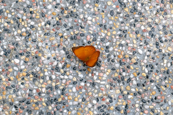 一般的なヨーマン蝶と呼ばれるオレンジ色の蝶を閉じる(属Cirrochro - 写真・画像
