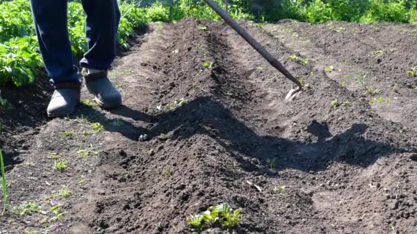мотыга проползает между рядами овощей, обрабатывая почву в саду лопатой. подготовка почвы перед посадкой - Кадры, видео