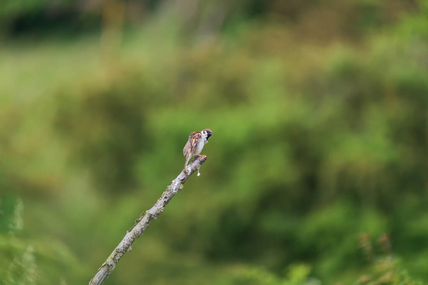 Kleine vogel mus zittend op een aftakking van een groene bush. - Foto, afbeelding