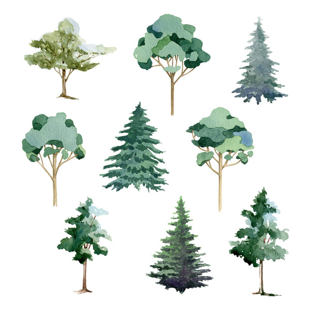 Zestaw drzewa akwarela ilustracja. Ręcznie rysowany eukaliptus, sosna, jodła, lipa, kolekcja drzew oliwnych. Różne rodzaje drewna izolowane na białym tle. Świeże zielone bujne rośliny. Obraz botaniczny - Zdjęcie, obraz