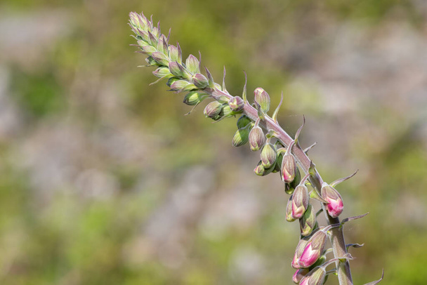 Nahaufnahme der Knospen an einer Blüte des Fingerhuts (digitalis purpurea) - Foto, Bild