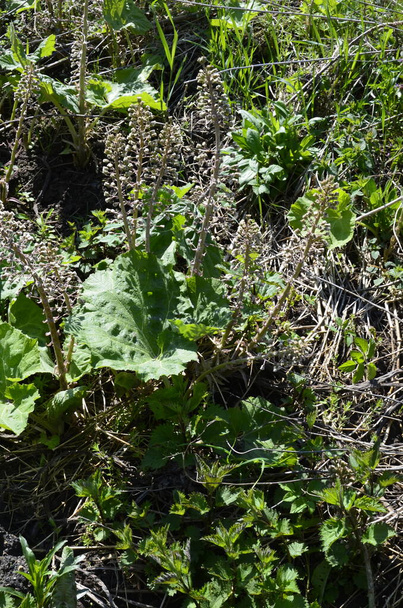 Σπέρματα βουτυρόβουνου, λοιμός wort, Petasites hybridus.Blossom, Common butterbur (Petasites hybridus). Ένα ανθισμένο λουλούδι πεταλούδα (Petasites hybridus) στο λιβάδι. - Φωτογραφία, εικόνα