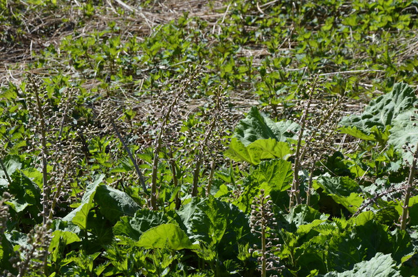 Inflorescences of butterbur, pestilence wort, Petasites hybridus.Blossom, Common butterbur (Petasites hybridus). A blooming butterbur (Petasites hybridus) flower in the meadow. - Photo, Image