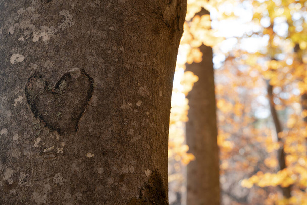 вид спереду крупним планом форма серця вирізана в корі стовбура дерева з коричневим осіннім листям дерева на фоні
 - Фото, зображення