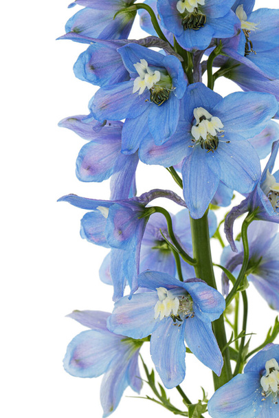 Inflorescência de flores azuis delphinium, lat. Larkspur, isolado sobre fundo branco - Foto, Imagem
