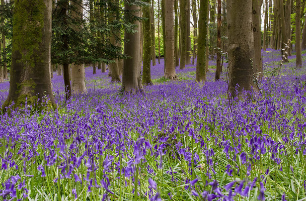 Austrieb wilder Blauglockenblumen im Morgentau auf der Waldwiese - Foto, Bild