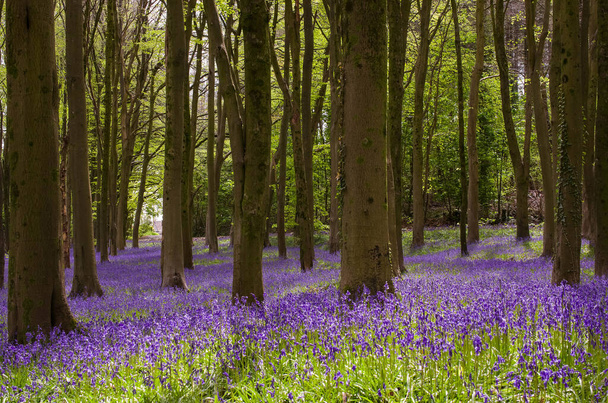 ampua luonnonvaraisten sinikellojen kukkia aamulla kaste metsän niitty - Valokuva, kuva