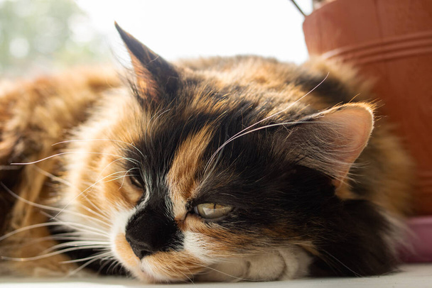 Portré gyömbér macska a napfényben közelről - Fotó, kép