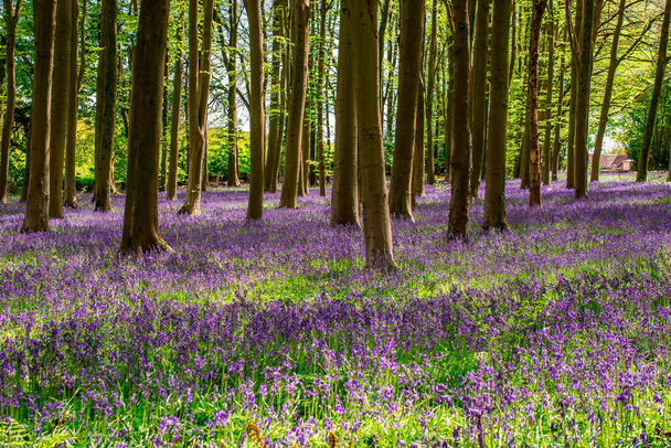 kevät sinikelloja kangaspuut metsässä - Valokuva, kuva