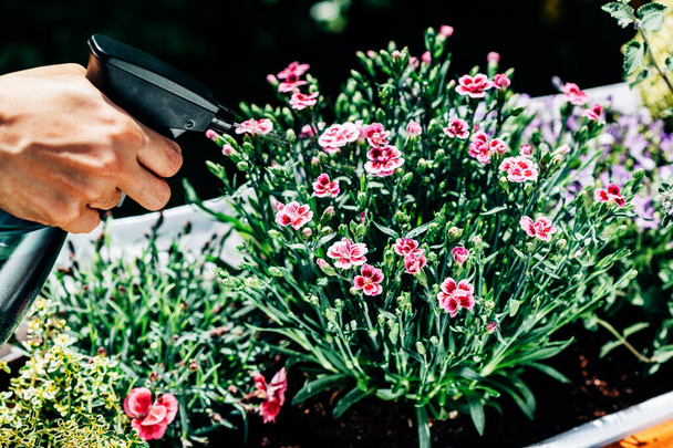 Hand holds sprinkler and pour on flowers on the flowerbed - Foto, immagini