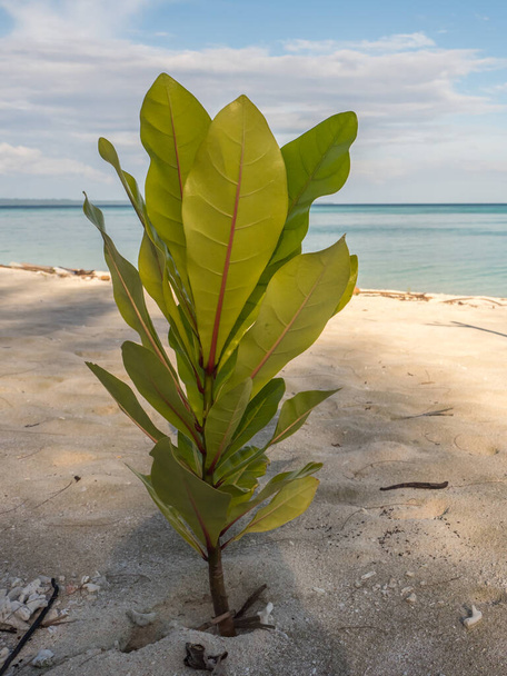 Pequeña planta verde en la playa tropical en la pequeña isla, Isla Venu, Pulau Venu, cerca de Kaimana, Papúa Occidental, Indonesia - Foto, Imagen