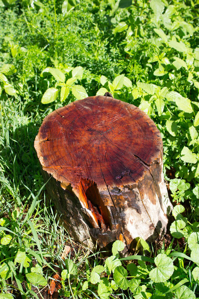 mokry pniak mahoniowy na tle natury - Zdjęcie, obraz