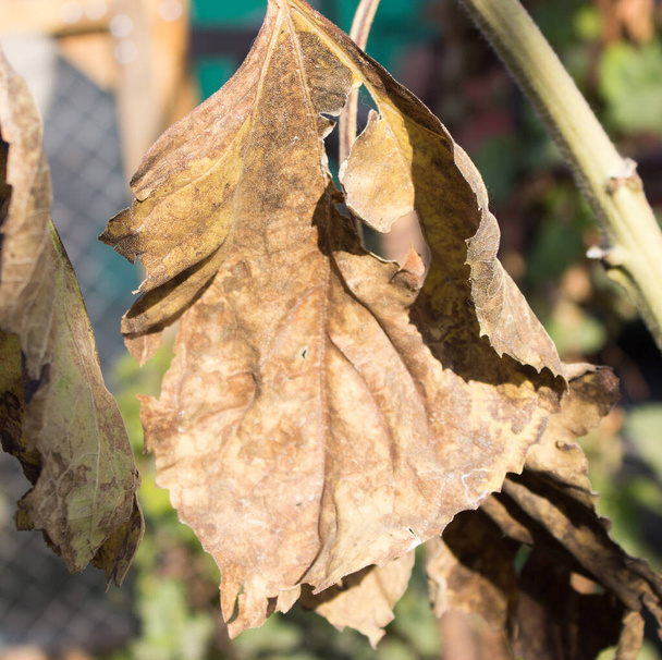 feuilles séchées d'un tournesol - Photo, image