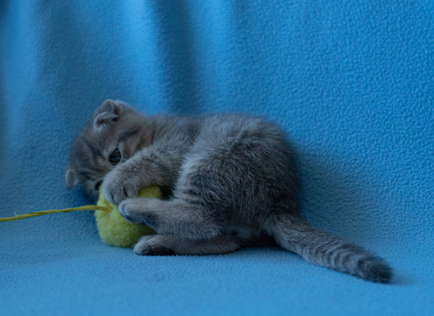 Curioso rayas escocés pliegue gatito - Foto, Imagen