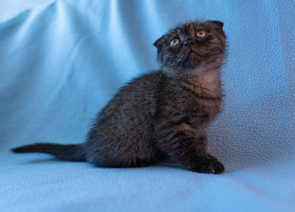 Zvědavé pruhované skotské koťátko - Fotografie, Obrázek