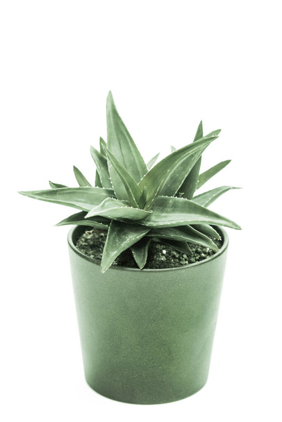 haworthia in vaso verde e fondo bianco - Foto, immagini