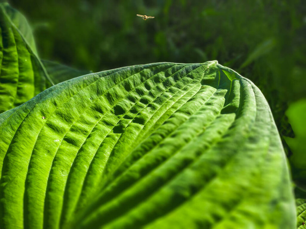 Green plant leaf close up selective focus - Foto, afbeelding