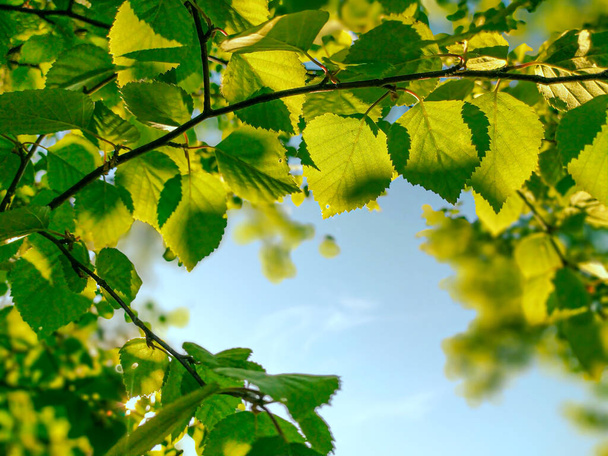 Nature background, green leaves on background of the sky. Sunlight on green birch leaves. - Foto, Bild