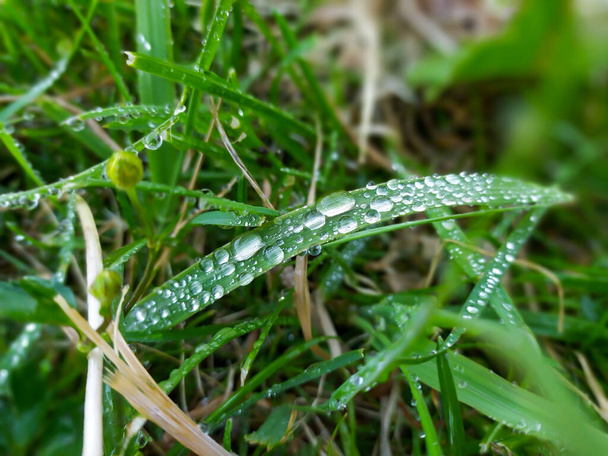Water druppels op groen grasblad - Foto, afbeelding