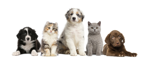 Group of pets: kitten and puppy on a raw - Photo, Image