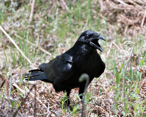 Raven seisoo lehtien näyttää musta plumage elin, pää, silmä, avoin nokka ja nauttia sen elinympäristö ja ympäristö. Variskuva. Kuvassa. Muotokuva. - Valokuva, kuva