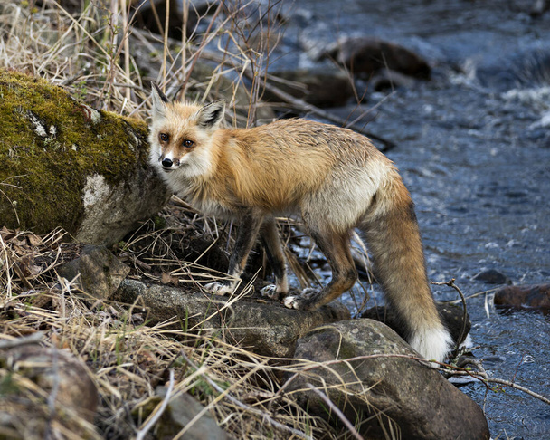Red Fox close-up profiel zijaanzicht bij de rivier met wazig water achtergrond en zijmos rock zijn omgeving en habitat. Fox Afbeelding. Afbeelding. Portret. - Foto, afbeelding