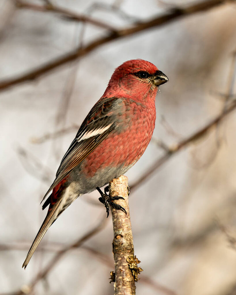 Pine Grosbeak Photo Stock. Close-up profile view, perched  with a blur background in its environment and habitat. Image. Picture. Portrait. - Foto, Bild