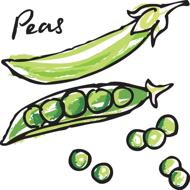 Fresh peas &amp; pods - ベクター画像