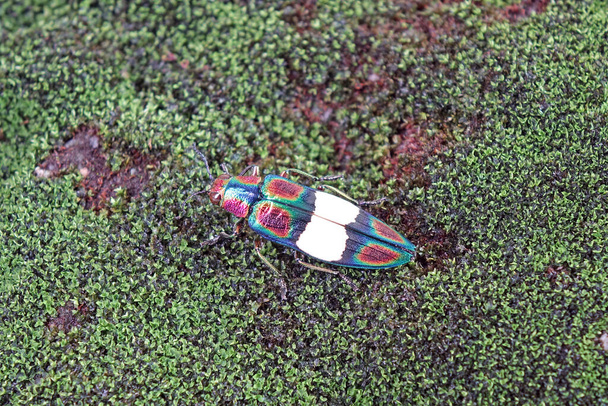 Rainbow Jewel Beetle (Chrysochroa fulgens) el escarabajo más colorido del mundo de Tailandia y el sudeste asiático. Enfoque selectivo - Foto, imagen
