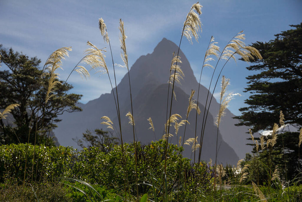 El sol en el oeste crea una silueta dramática de Mitre Peak en el Milford Sound de Nueva Zelanda. En primer plano, las hierbas altas y de color amarillo pálido están retroiluminadas mostrando sus delicadas cabezas con mechones - Foto, imagen
