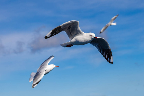 Silver Gulls στην πτήση με μπλε ουρανό - Φωτογραφία, εικόνα