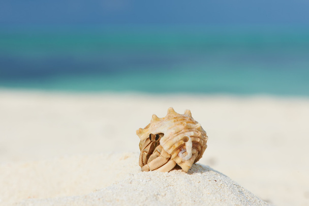 Cangrejo ermitaño en la playa
 - Foto, imagen