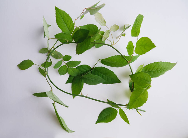 Зеленые листья на белом фоне - Фото, изображение