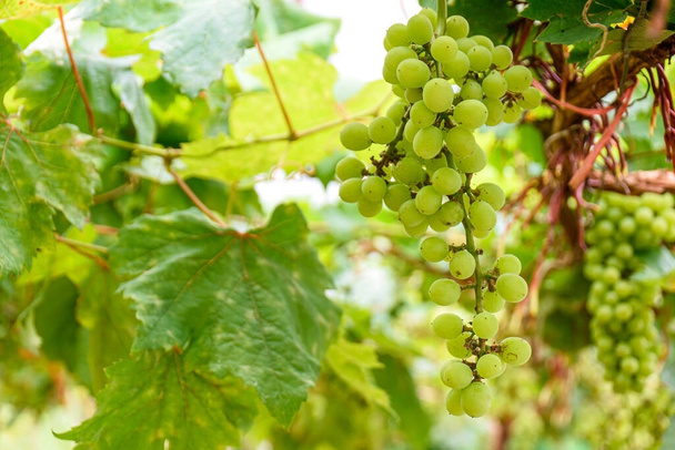 Vinná réva a svazek zelených hroznů, které rostou na zahradě vinice. Hrozny zelená chuť sladké pěstování na vinné révě v zahradě - Fotografie, Obrázek