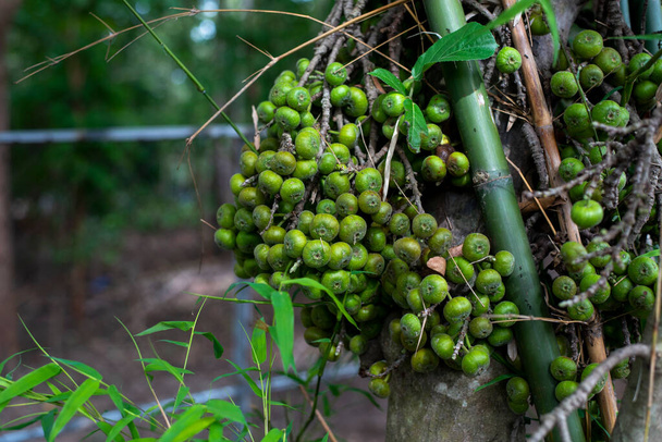 Zielone tajskie figi na charakter drzewa, Tajskie zioła dla zdrowia, Figi mają wiele korzyści dla organizmu, takich jak równoważenie warunków kwasowych, zapobieganie kamieni nerkowych, oczyszczanie wątroby i śledziony. - Zdjęcie, obraz