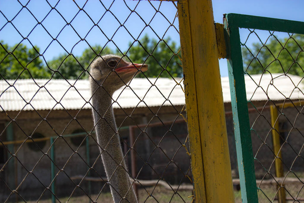 head of an ostrich in a cage - Фото, изображение