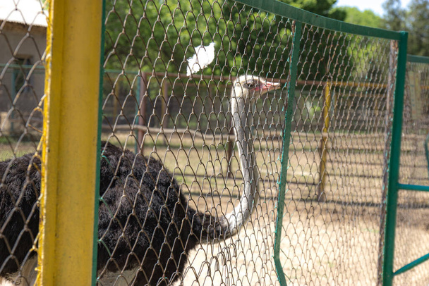 head of an ostrich in a cage - Фото, зображення