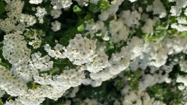 Függőleges formátumú videó. Fehér spiraea meadowets bokor virágzik. Germandiai rügyek és fehér virágok. Finom háttér kis fehér virágok - Felvétel, videó