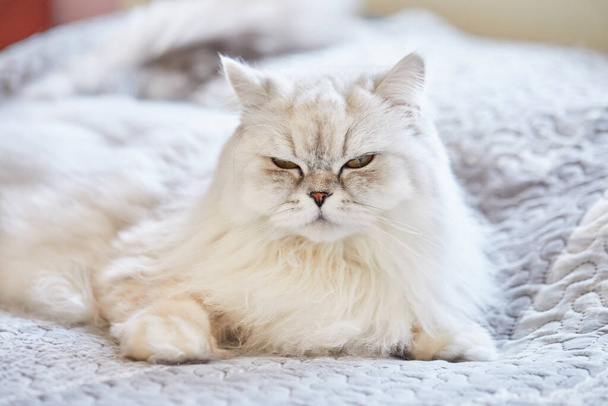 英国の長髪の白い猫はベッドの上に家に座っている - 写真・画像