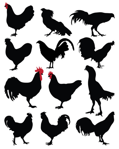 Roosters and hens - Vector, Image